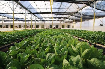 Gel Para Plantio: Conheça as Vantagens Do Polímero Biodegradável