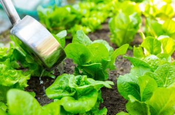 Adubação Foliar: Saiba Como Aumentar a Produtividade Das Culturas