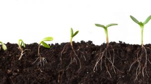 fertilizante enraizador