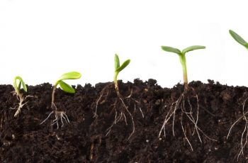 Saiba Como Aumentar a Qualidade Das Plantações Com ertilizante Enraizador