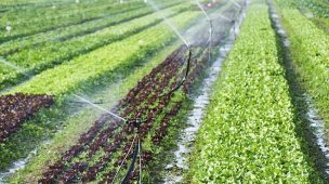 Quais são os benefícios do fertilizante solúvel em água?