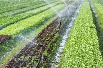 Quais são os benefícios do Fertilizante Solúvel em Água?