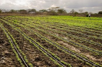 Fertirrigação: Conheça as Vantagens da Técnica para Nutrição de Plantações
