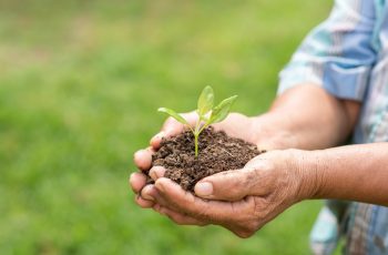 Conheça os Benefícios da Adubação com NPK 04-14-08 para Frutíferas