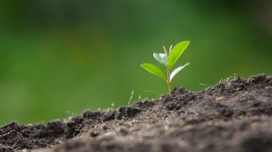 Como agem os fertilizantes para solo?