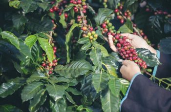 Quais os melhores tipos de Fertilizantes para Café e Soja?