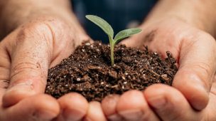 Falta de nutrientes nas plantas: sintomas e consequências