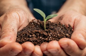 Falta de nutrientes nas plantas: sintomas e consequências