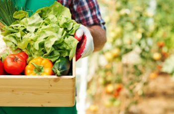 5 dicas para aumentar a produtividade da sua Produção Agrícola