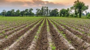 Como identificar plantações malnutridas