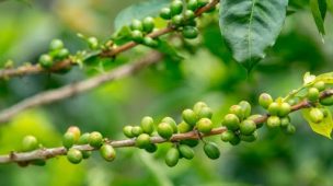 Pragas do café como prevenir as infestacoes