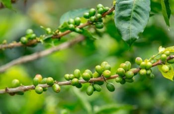 Pragas do Café: como prevenir as infestações?