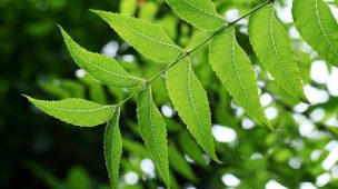 Entenda para que serve o óleo de neem