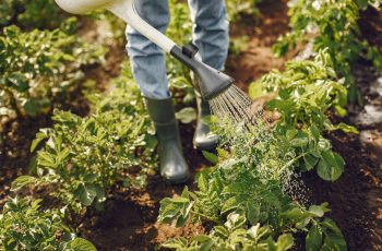 Para que serve e como aplicar Fertilizante de Calcário em plantas frutíferas