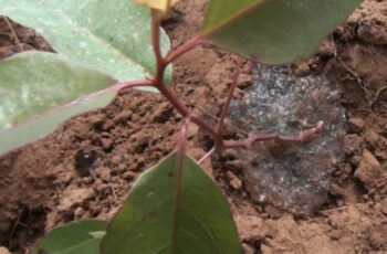 Hidrogel Aumenta a Produtividade no Plantio de Soja e Milho