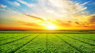 Como Proteger Suas Plantações das Pragas no Verão?
