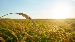 Inseticida Orgânico: Para que Serve o Óleo de Neem na Agricultura?