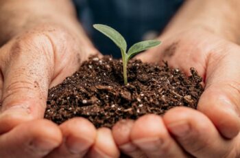 Varredura de Adubo vs Fertilizante NPK: Qual a Melhor Opção?