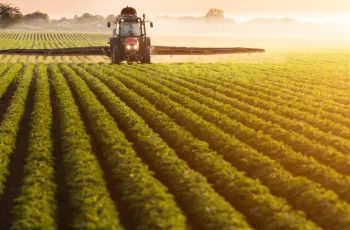 Conheça os benefícios do Óleo de Neem, um inseticida 100% natural