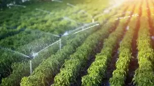 Adubo líquido: como utilizar corretamente e conseguir máxima eficiência