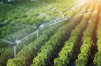 Adubo Líquido: como utilizar corretamente e conseguir máxima eficiência