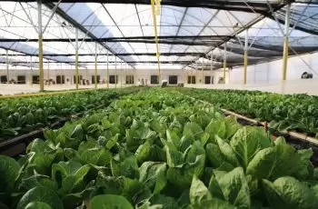 Gel Para Plantio: Conheça as Vantagens Do Polímero Biodegradável