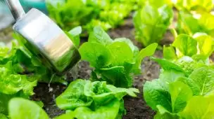 adubação foliar-ultrasafra