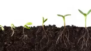 fertilizante enraizador