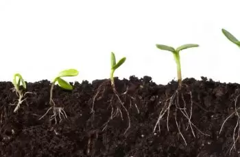 Saiba Como Aumentar a Qualidade Das Plantações Com ertilizante Enraizador