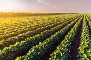 Fertilizante em Sais: O Que É e Como Aplicar na Adubação das Culturas