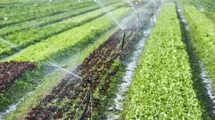 Quais são os benefícios do fertilizante solúvel em água?