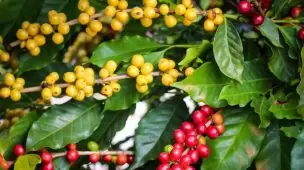 Fertilizante NPK: como preparar e aplicar o adubo líquido para folhas