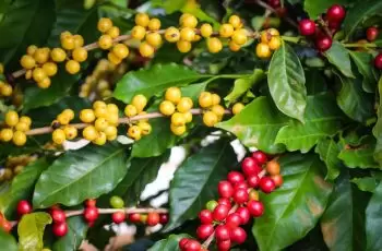 Fertilizante NPK: Como Preparar e Aplicar o Adubo Líquido para Folhas