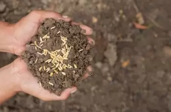 Entenda a Importância da  Adubação Equilibrada para Maior Rentabilidade