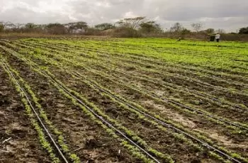 Fertirrigação: Conheça as Vantagens da Técnica para Nutrição de Plantações