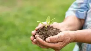 Conheça os benefícios da adubação com NPK 04-14-08 para frutíferas