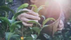 Entenda o que é e quais as vantagens da chuva sólida