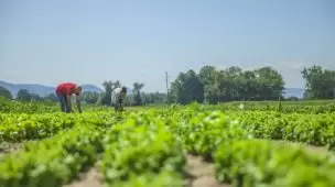 O que são e quando usar adjuvantes agrícolas
