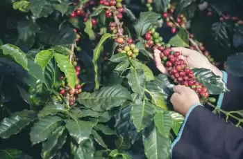 Quais os melhores tipos de Fertilizantes para Café e Soja?