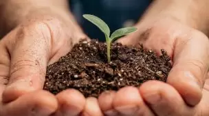 Falta de nutrientes nas plantas: sintomas e consequências