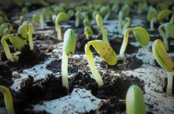 Nutrição de Plantas: qual a importância para a resistência natural das plantações?