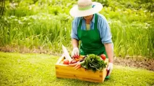 Macro e micronutrientes: o que são e qual a importância para as lavouras?