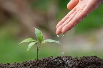 Consumo de água no verão: como economizar com o uso de Gel para Plantio?