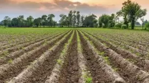 Como identificar plantações malnutridas