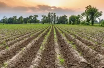 Como identificar Plantações Malnutridas?