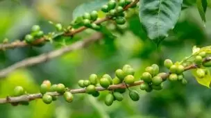 Pragas do café como prevenir as infestacoes