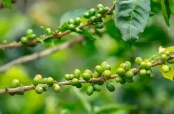 Pragas do Café: como prevenir as infestações?