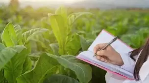 Entenda porque NPK é o melhor adubo para frutíferas