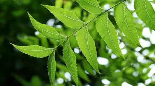 Entenda para que serve o óleo de neem