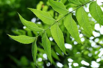 Entenda para que serve o Óleo de Neem